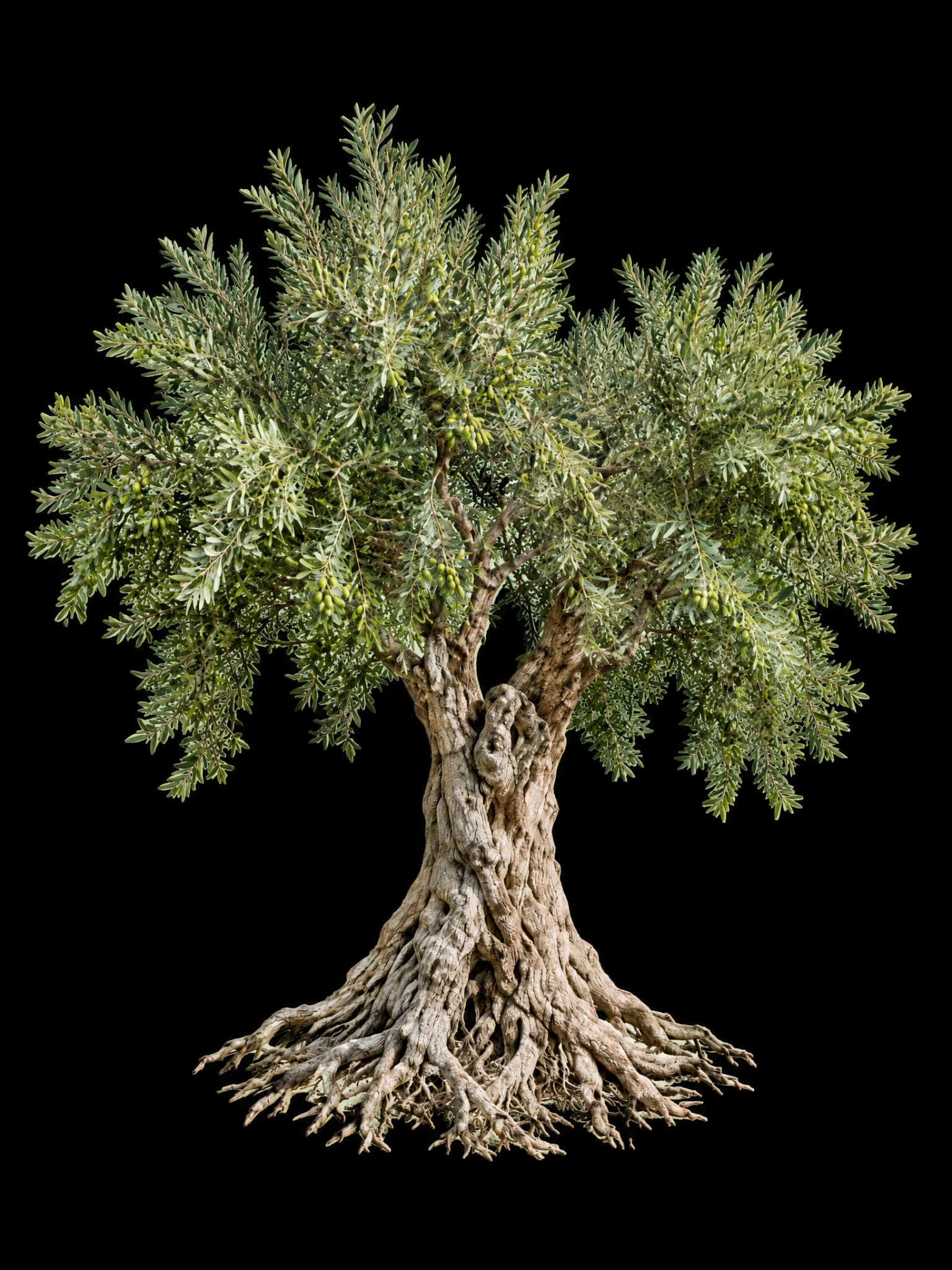 Obirzeytin zeytin ağacı